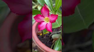 Kalachuchi Desert rose plant [upl. by Bazar]