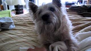 The Cairn Terrier Chronicles  A happy good morning tail wagging Pavlov [upl. by Joao]