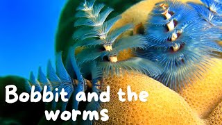 Annelids  Bobbit and Christmas tree worms [upl. by Valsimot523]