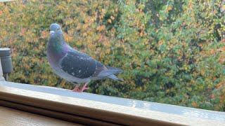 What should we call this beautiful heterochromatic and beautiful pigeon [upl. by Asemaj]