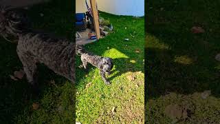 Quick fetch with Rover dog fetching animals viral [upl. by Docilla643]