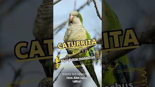 CATURRITA MYIOPSITTA MONACHUS MONK PARAKEET aves birds animais natureza world vida [upl. by Lytsirk]