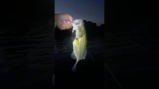 Fishing After Dark bassfishing fishing trending viralshorts fish explorepage automobile fyp [upl. by Llecram]