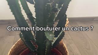 COMMENT BOUTURER UN CACTUS EUPHORBE [upl. by Nemhauser]