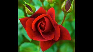 To a Wild Rose  Composed by Edward MacDowell [upl. by Ahtnicaj351]