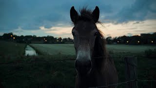 Sony a6700 Cinematic  Sigma 1850mm f28 [upl. by Dihaz932]