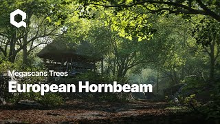 Megascans Trees European Hornbeam [upl. by Ofilia]