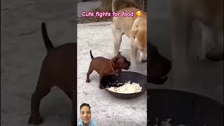 Cute fight for food shortvideo funny doglover pets petfails petowner [upl. by Nerol]