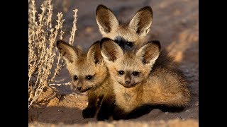 Peculiar Bat Eared Fox [upl. by Einnoj]