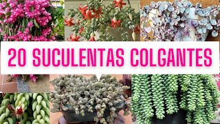 20 SUCULENTAS COLGANTES  PLANTAS COLGANTES [upl. by Ynnaj915]