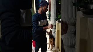 Deworming of 4 month old GSD puppies gsd doglover germanshepherd petlover deworming viral [upl. by Julio]