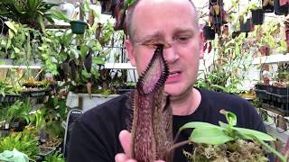 NEPENTHES CARE HOW TO GROW NEPENTHES HAMATA  CARNIVOROUS PITCHER PLANT CARE TIPS [upl. by Eeclehc719]