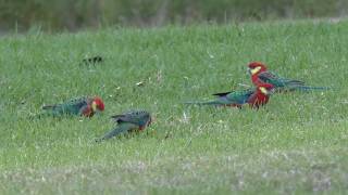 Western Rosella 2 [upl. by Aneehsak]