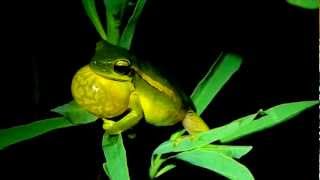 Hypsiboas pulchellus vocalizandoMOV [upl. by Kirad324]