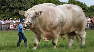 10 BIGGEST Bulls In The World [upl. by Adamson63]