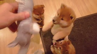 Gremlin angery puppy sounds  MLIP  Ep 202  Shiba Inu puppies [upl. by Sllew715]