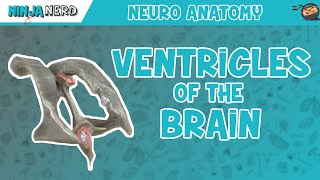 Ventricles of the Brain  Anatomy Model [upl. by Oiliruam880]