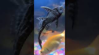 Pleco fish fish plecofish aquarium petfish fishing aquariumfishfish fishtank vlog petsman [upl. by Fabe]