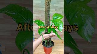 How to grow epipremnum Pinnatum pothos cuttings with a stick pothos grow gardeningtips [upl. by Seni]