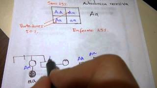 EJERCICIO 3 taller Genetica Mendeliana ii Medicina CES 2012 [upl. by Ahtoelc]