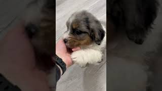 Coco  Cute Mini Bernedoodle puppy bernedoodlepuppy [upl. by Schwartz]