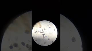 class 12 biology p0llen tube arise from pollen grains [upl. by Yxor]