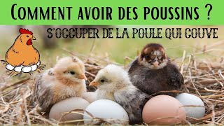 Comment avoir des poussins  🐣 Soccuper dune poule qui couve [upl. by Adia]