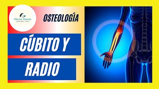 Huesos del Antebrazo ✅CÚBITO y RADIO [upl. by Swift634]