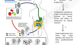 Giardia lamblia lecture [upl. by Leicam]