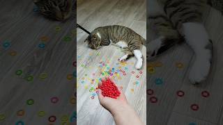 Funny Cat Barsik 🔴🐱 Video Reverse marblerunandmore reversevideo [upl. by Yrallih]