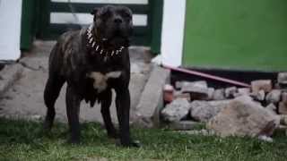 Katrina CarpatCan presa canario female [upl. by Sarid]