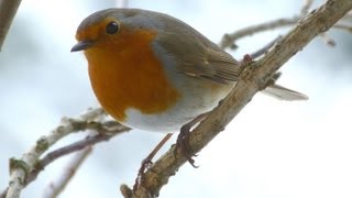 Gesang des Rotkehlchen 1 Robin Redbreast  Vogelstimmen Singvögel [upl. by Dill]