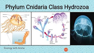 Phylum Cnidaria Class Hydrozoa  Obelia colony Gonionemus Hydra and order Siphonophora [upl. by Swanhilda]