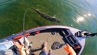 Sight Fishing ULTRA CLEAR WATER for GIANT MUSKIES [upl. by Ong]