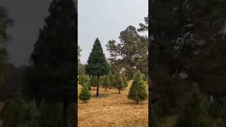 Christmas tree farmtrendingshorts nature usa viralvideo nature musicgenre [upl. by Hada741]