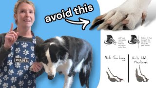 Receding Your Dogs Quicks Safely amp Effectively Groomers Tips for Success [upl. by Atinreb]