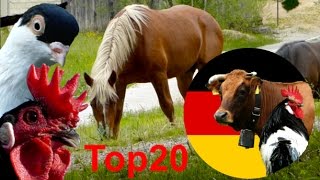 Von Kuh bis Huhn  Deutschlands schönste Nutztierrassen  Dokumentation Bauernhof Tiere Tierfilm [upl. by Ahseiyt]