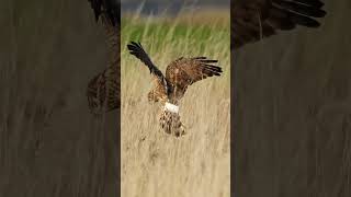 hen harrier ringtail [upl. by Nosnah]