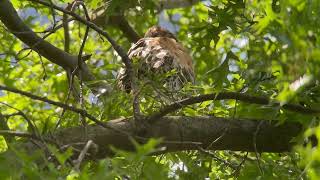 20240528 1st Fledgling at NYAC [upl. by Rriocard]