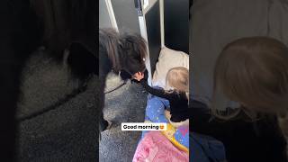 Sleeping in the horse trailer😴 shortsvideo horse pony equestrian [upl. by Napra]