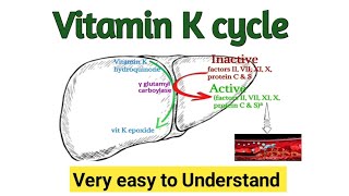 Vitamin k cycle Activation of clotting factors in liver Doctors goal [upl. by Southard934]