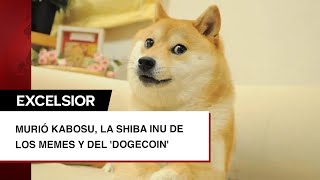 Murió Kabosu la shiba inu de los memes y del Dogecoin [upl. by Einafit]