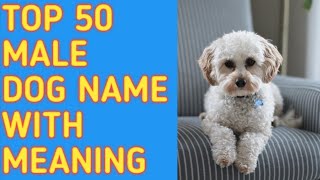 TOP 50 Most Popular Male Dog Names With Meaning  Reine O [upl. by Marquita]