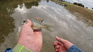 FLY FISHING For SUNFISH… [upl. by Aniloj]