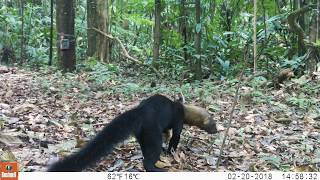 Los fascinantes animales de la reserva Cuyabeno en Ecuador Cabeza de mate [upl. by Hannavahs]