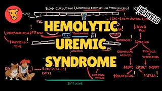 HEMOLYTIC UREMIC SYNDROME Pathogenesis HUS Mechanism of clinical symptoms [upl. by Reede]