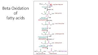 Lipids Metabolism Triglyceride FAs Cholesterol Eicosanid  Lecture 11d [upl. by Rebna]