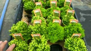 岩ひばの育て方 how to grow Selaginella tamariscina [upl. by Carleton]