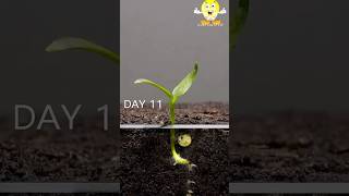 Growing Red Bell Pepper Plant [upl. by Amehr]