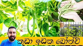 බෝංචි වැලක් හරියටම හදාගන්න විදිය  Bonchi Wagawa [upl. by Caldera]